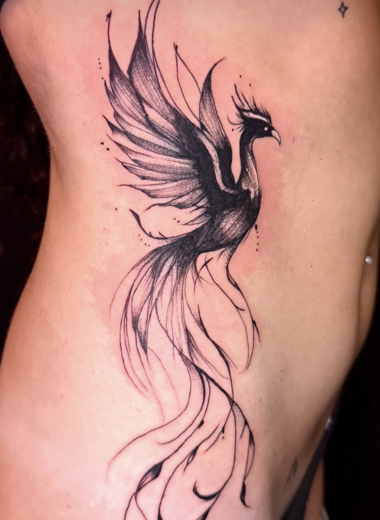 Sketch style black and gray phoenix tattoo with flowing tail feathers across the ribs, by Peter Albert at Warpath Studio.